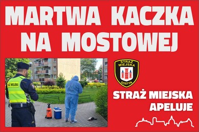 Martwa kaczka na Mostowej. Czy to wysoce zjadliwa grypa?